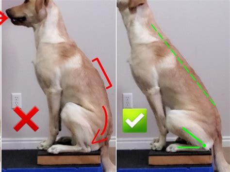 Posture Sit Beginner Canine Conditioning Coach