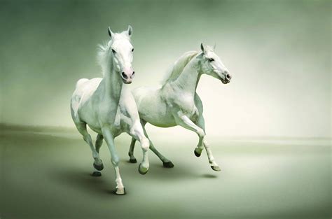 Two White Horses Running Hd Wallpaper Wallpaper Flare