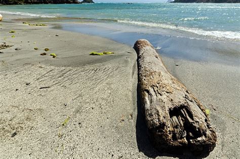 A Driftwood Log On The Beach At Spring Bay