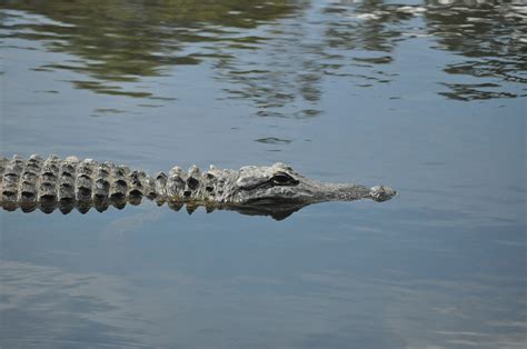 American Alligator In Swamp Free Stock Photo Public Domain Pictures