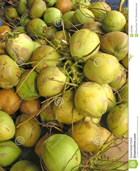 Green Coconuts Stock Photo Image Of Green Fruit Tropical 4087968