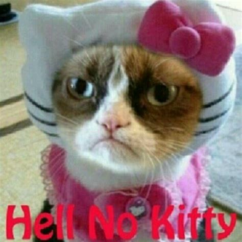 Grumpy Cat Hell No Kitty Grumpy Cat Pinterest