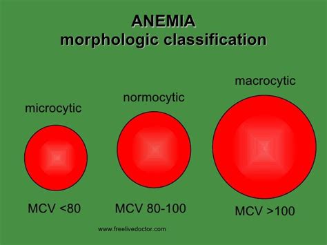 Normocytic Normochromic Anemia Should Be First Evaluated With A