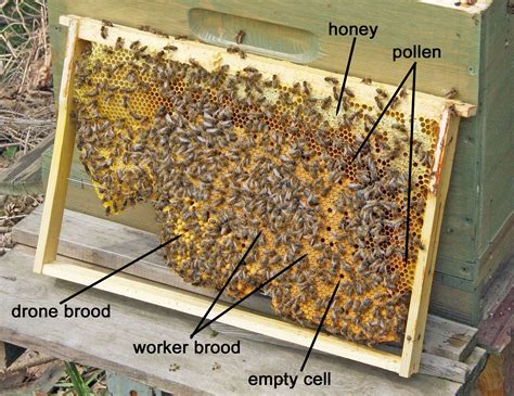 source: www.honeybeesuite.com/broodpattern. Brood pattern on a