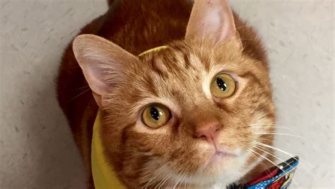 Former 41 Pound Fat Cat Slims To 19 Pounds