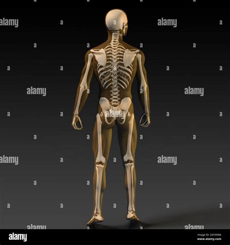 Full Human Body Diagram Hi Res Stock Photography And Images Alamy