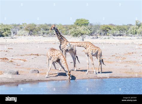 Three Namibian Giraffes Giraffa Camelopardalis Angolensis One