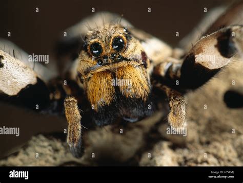 Wolf Spider Lycosa Sp Eyes And Palps Stock Photo Alamy