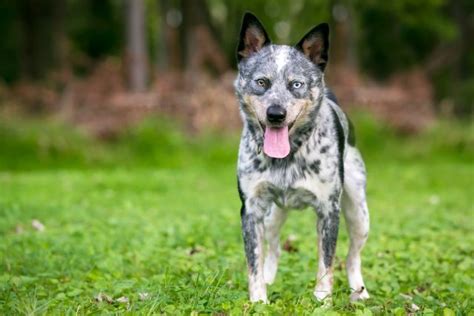 Mini Blue Heeler A Dog You Dont See Every Day