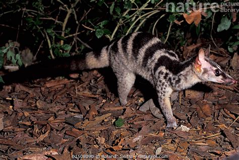 Stock Photo Of Owstons Palm Civet Chrotogale Owstoni Captive