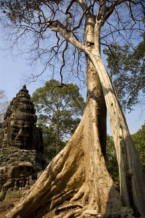 Tree In Angkor Wat Cambodia South East Asia Stock Photo Image Of