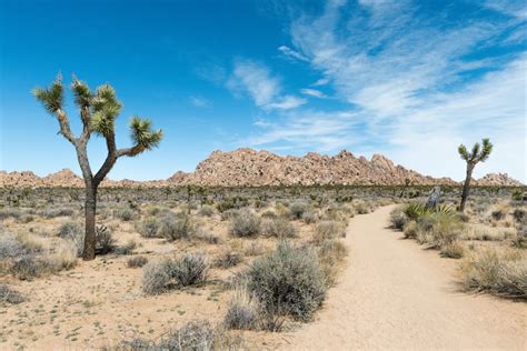 9 Best Hikes In Joshua Tree For All Levels Map And Tips
