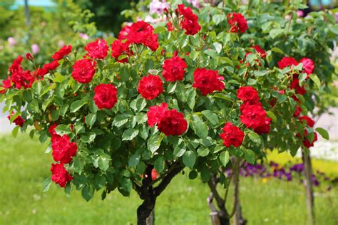 Free Stock Photo Of Red Roses Rose Tree