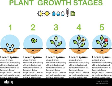 Plant Growth Stages Infographics Line Art Icons Linear Style