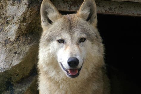 Animals Of The World Himalayan Wolf