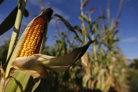 Safety Of Monsantodows Newly Approved Frankenfood Rnai Corn Called
