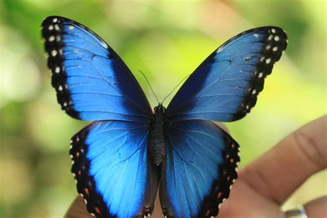 Si Como No Butterfly Garden Manuel Antonio Costa Rica — Homestead