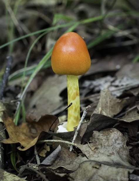 Amanita Jacksonii A Photo On Flickriver