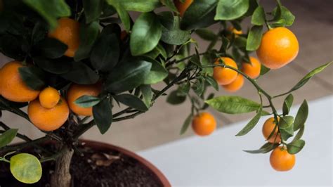 What Is The Easiest Fruit Tree To Grow Indoors Indoor Garden Tips