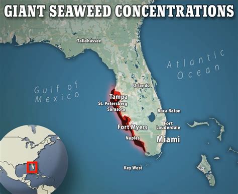Warning As Seaweed Washed Ashore In Fl Contains Flesh Eating Bacteria Daily Mail Online
