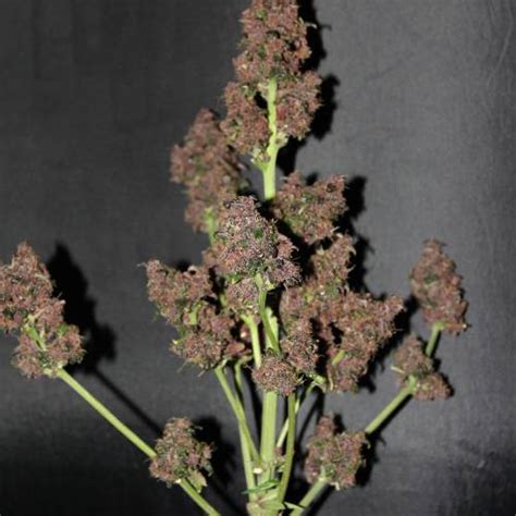Delicious Seeds Dark Purple Auto Grow Journal By Fish88 Growdiaries