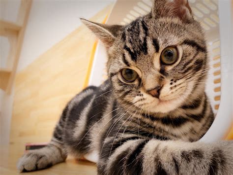 British shorthairs adalah jenis kucing imut berbulu pendek dan punya wajah yang polos. Kucing bulu pendek amerika - Wikipedia bahasa Indonesia ...