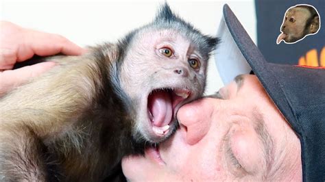 Cute Pet Monkey Loving His Human Youtube