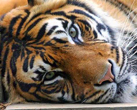 Tired Tiger Eddie Evans Flickr