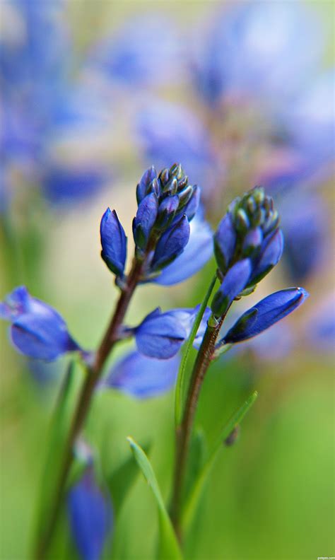 Time to get outside and start gardening. Blue flowers picture, by Rad-Vila for: flower dof ...