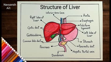 Structure Of Human Liver Diagram Drawinghow To Draw And Label Human