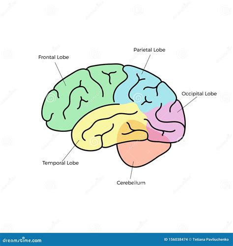 Vektor Abbildung Der Anatomie Des Menschlichen Gehirns Vektor Abbildung