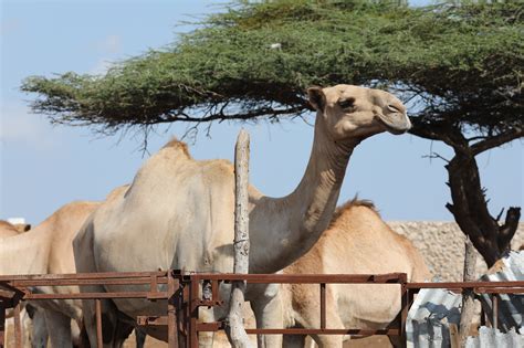It has nostrils that can open and close. Shhh, Don't Tell Mamma: Mogadishu to Mecca, with a taste ...