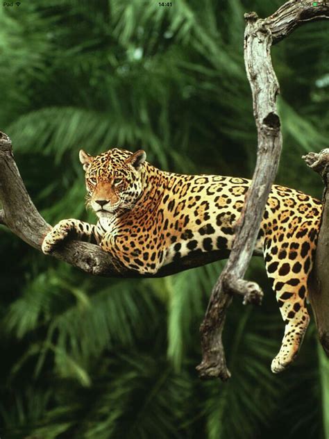 Pin by Graham Carpenter on ANIMALS ️ 1 | Rainforest animals, Amazon rainforest animals, Animals