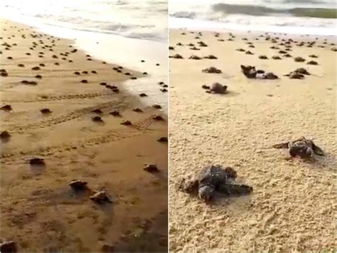 VIDEO Emocionantes imágenes muestran a miles de tortugas regresando al