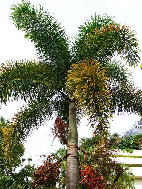 How To Grow The Foxtail Palm Tree Wodyetia Bifurcata