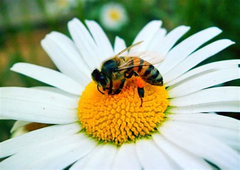 Bees, birds and yellow flowers: Free photo: Bee On Flower - Bee, Flower, Yellow - Free ...