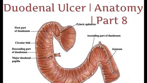 Duodenal Ulcer Anatomy Part 8 Youtube