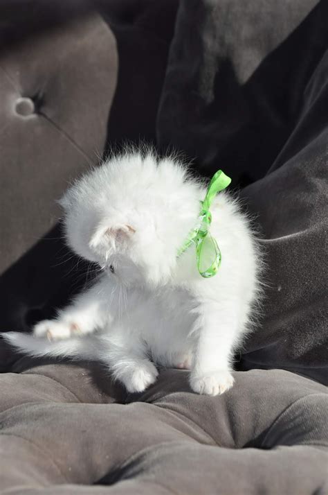 Exotic Shorthairs And Persians In Idaho Kittens On Their Way White