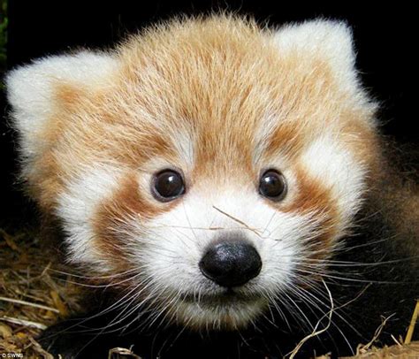 Thai Panda Just Too Cute Adorable Red Panda Cubs Born At
