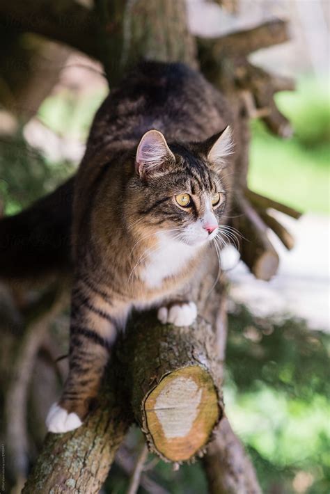 Beautiful Tabby Cat Exploring In Pine Tree By Stocksy Contributor Gillian Vann Stocksy