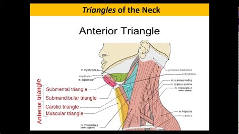 Anterior Triangles Of The Neck Youtube
