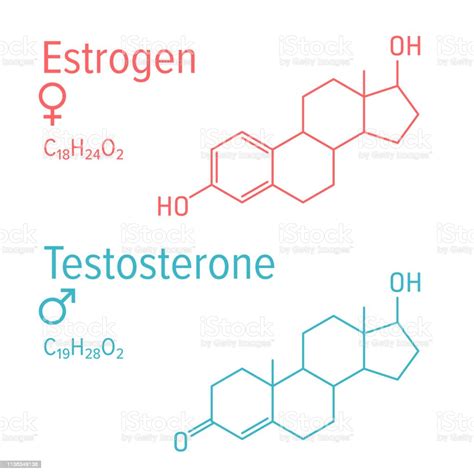 Hormônios Como Testosterona Progesterona E Estrogênio Tem Grande Impacto