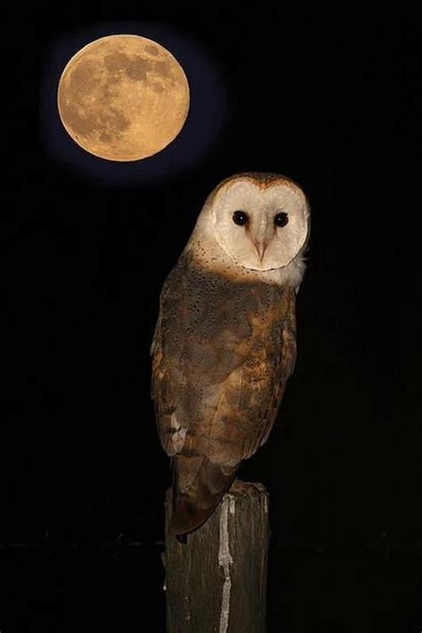 Phototoartguy Owl And The Moon Beautiful Owl Animals Beautiful