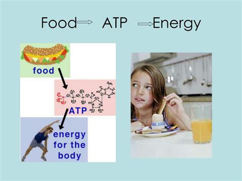 The bulk of the energy will come from fats and carbohydrates, and of these the reason why the anaerobic system was introduced first is because it is important to understand the dual role of lactate: PPT - INTRO TO ENERGY SYSTEMS PowerPoint Presentation - ID:4482576