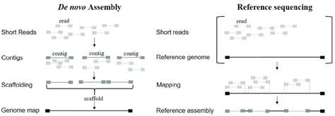 De Novo Assembly And Reference Sequencing Download Scientific Diagram