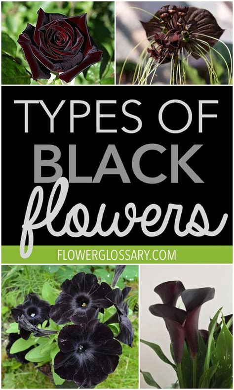 Black Flowers Are Unique And Unusual But Can Also Be Very Beautiful