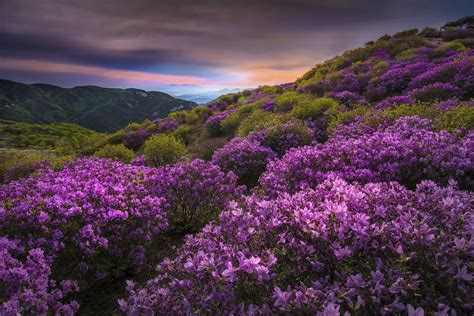 Fotograf Mountain Flowers In Hapcheon Von Jae Youn Ryu