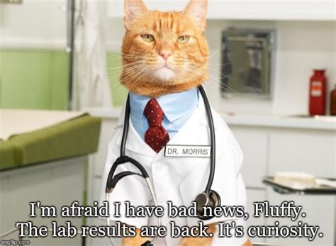 Cat Doctor Memes Imgflip