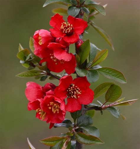 Red Flowering Quince Cydonia Japonica Rubra Gail And I T Flickr