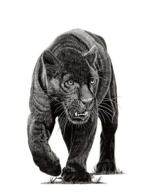 Original Animal Drawing By Paul Stowe Figurative Art On Paper Black